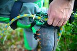 Image of the Notch Notch Jet Step Foot Ascender